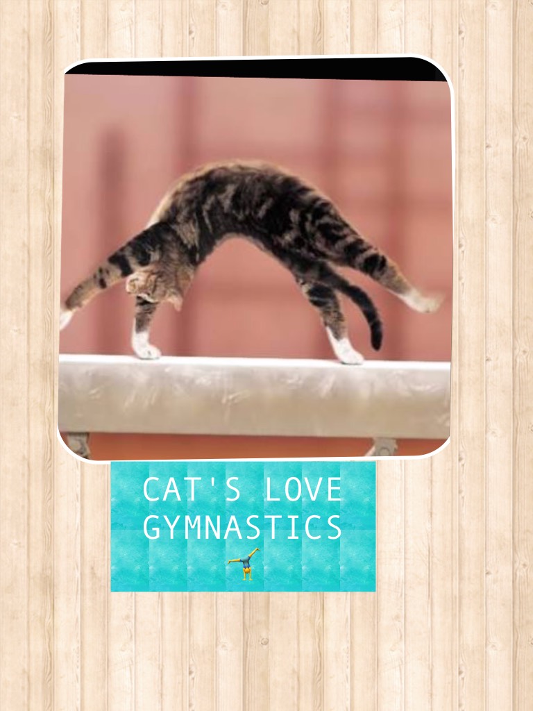 CAT'S LOVE GYMNASTICS 🤸‍♂️ 