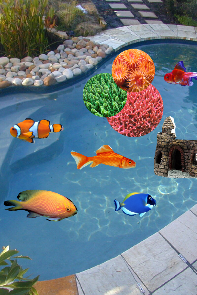 This is my outdoor aquarium collage 