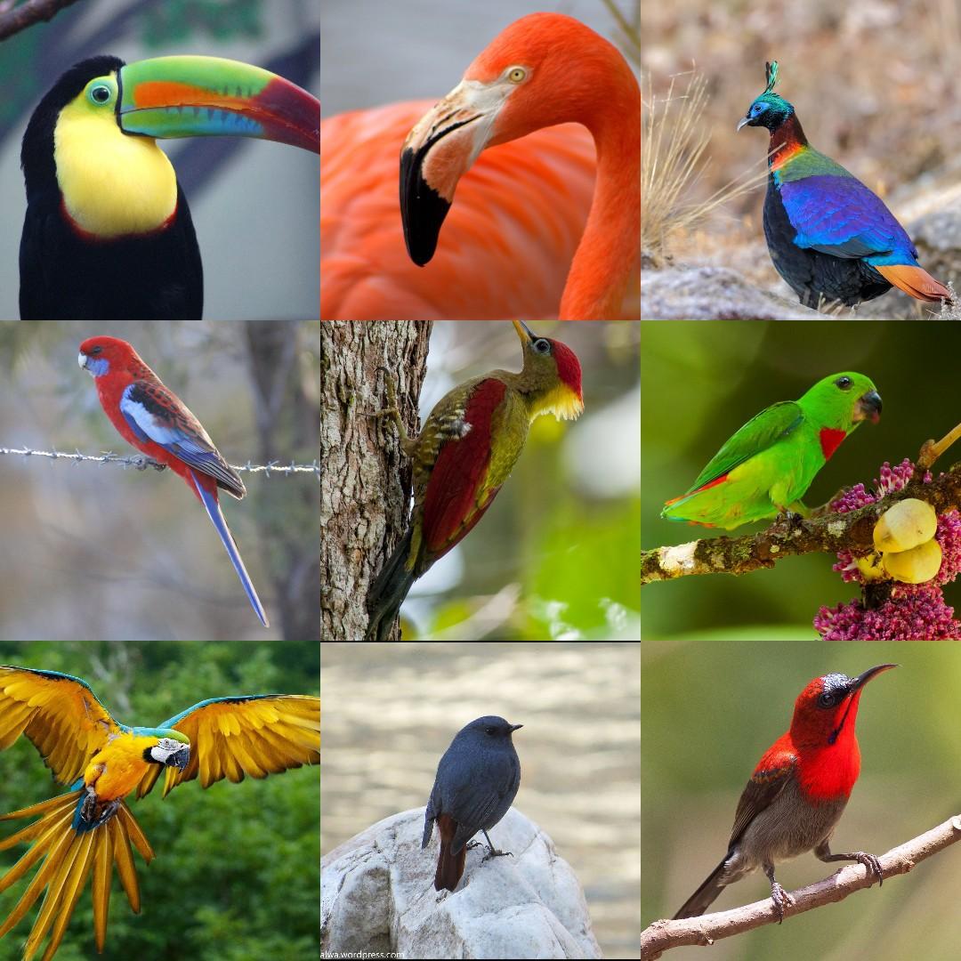 which bird is your favorite?