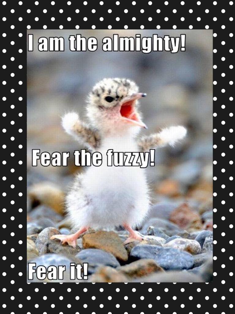 Fear the fuzzy fear the mighty I'm coming for you