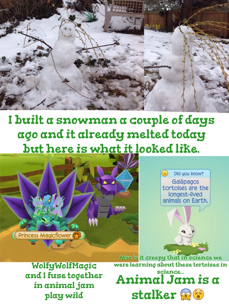Animal Jam is a stalker 😱😵 We literally were doing something about these turtles in science a couple days ago so I guess animal jam play wild stalks your life. Hey no biggie at all. *intense sarcasm*