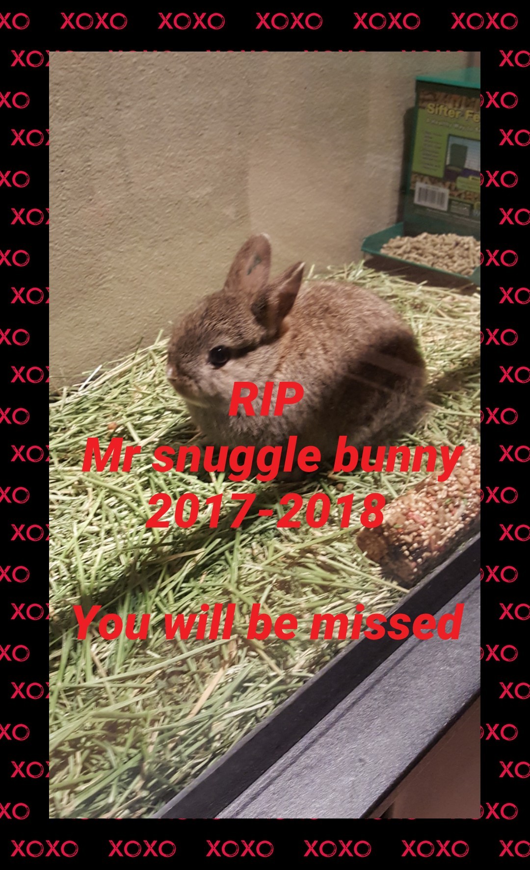 RIP
 Mr snuggle bunny
2017-2018

You will be missed