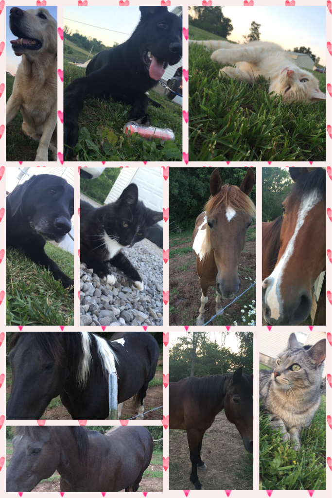 Some of my animals 😍😍