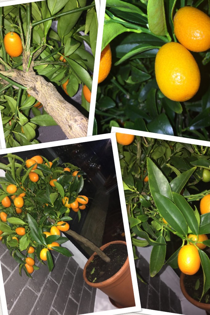 Growing a Orange tree 🌲 