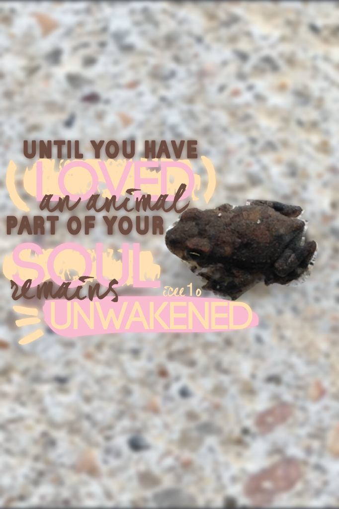 This is a picture of a frog that I took on my driveway a long time ago. I was trying to make the frog a png but every time I finished selecting the part I wanted to keep the app kept crashing😓