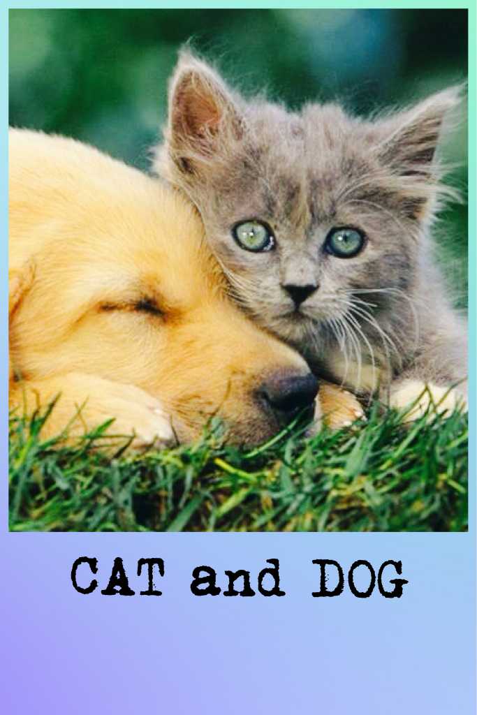 ❤cat AND dog❤