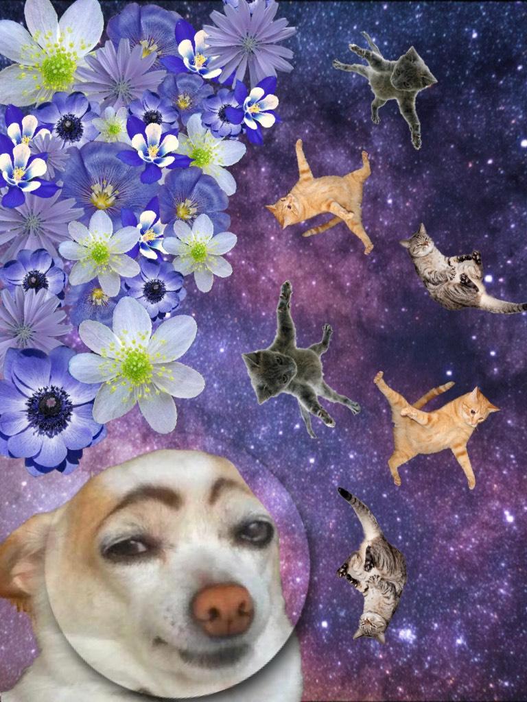 Who enjoys this dog in space with flowers and floating cats?