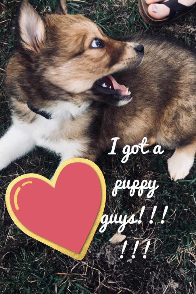 I got a puppy guys!!!!!!