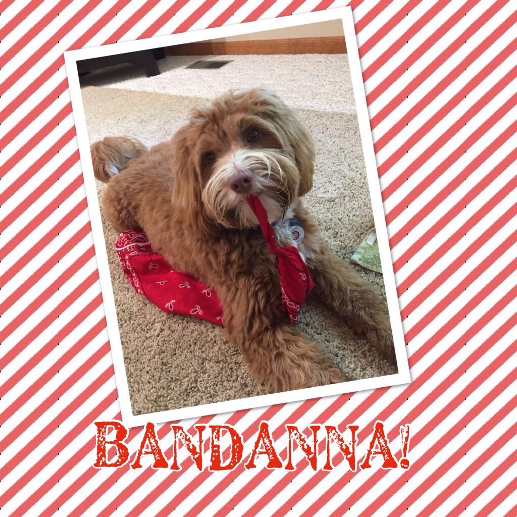 BANDANNA!
His favorite toy is his bandanna 