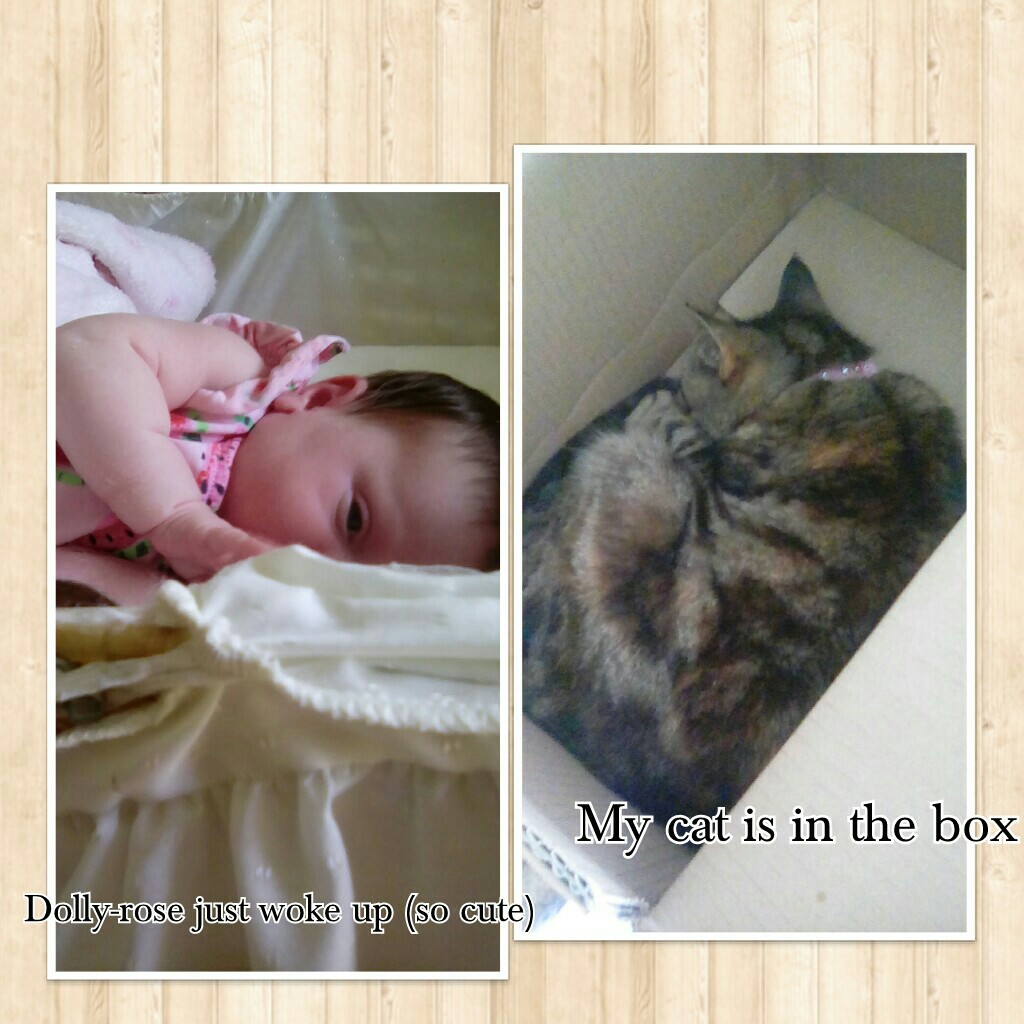 Dolly-rose just woke up (so cute) my cat is in the box lol 