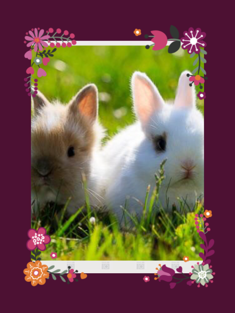 Love bunnies 