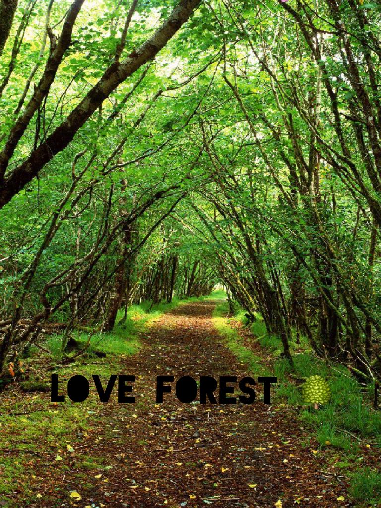 Love forest 🌳 
