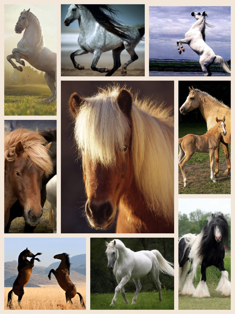 This is my fav horses