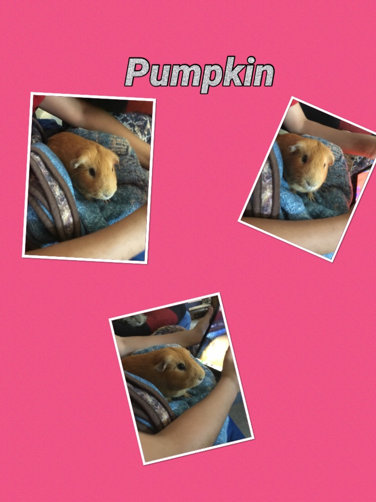 Pumpkin  are class pet
