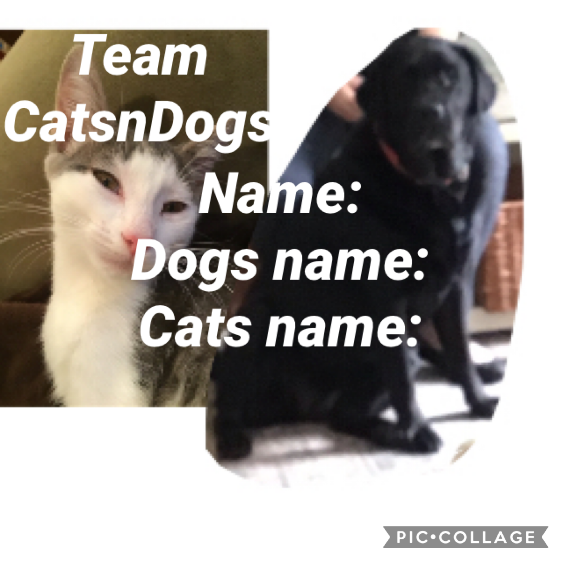 When I am on pic collage( which is once in a while) I will give pet challenges, so join CatsnDogs!!!! Ok bye!