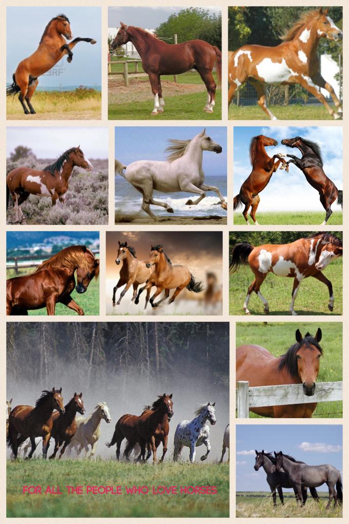 For all the people who love horses