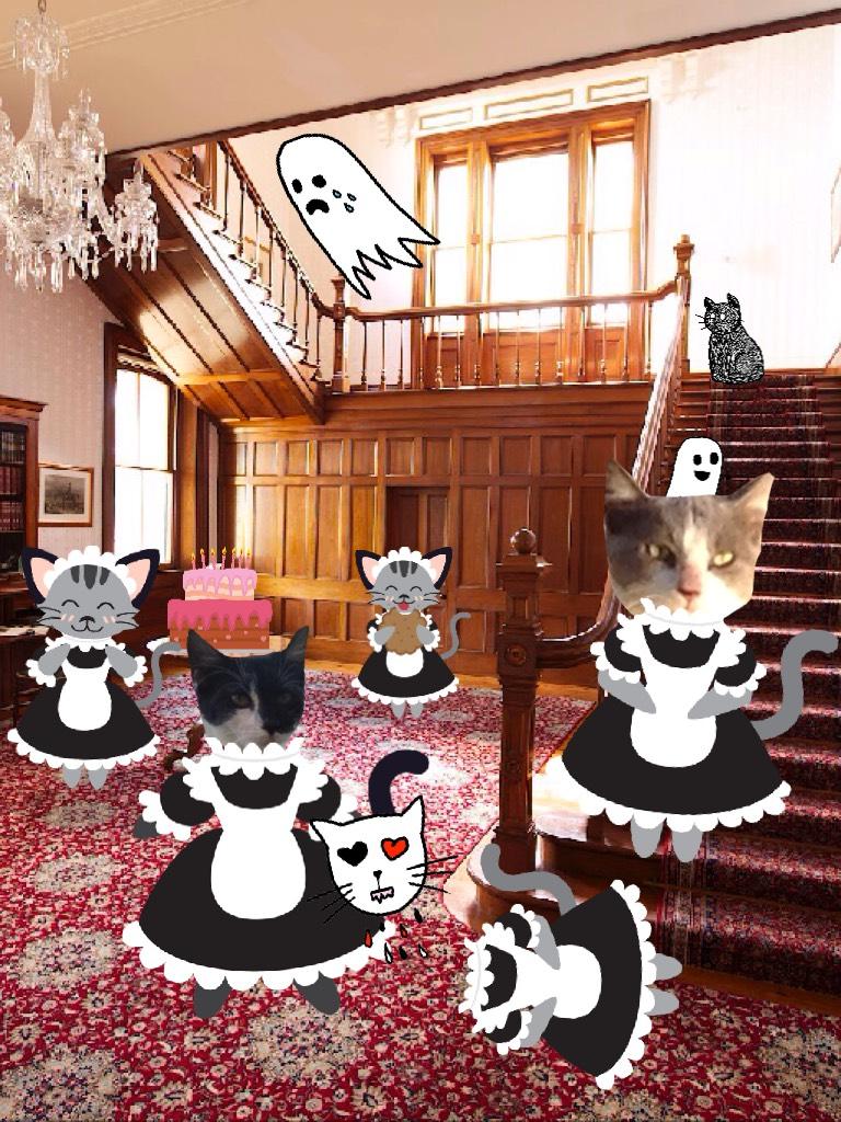 My house of cat maids