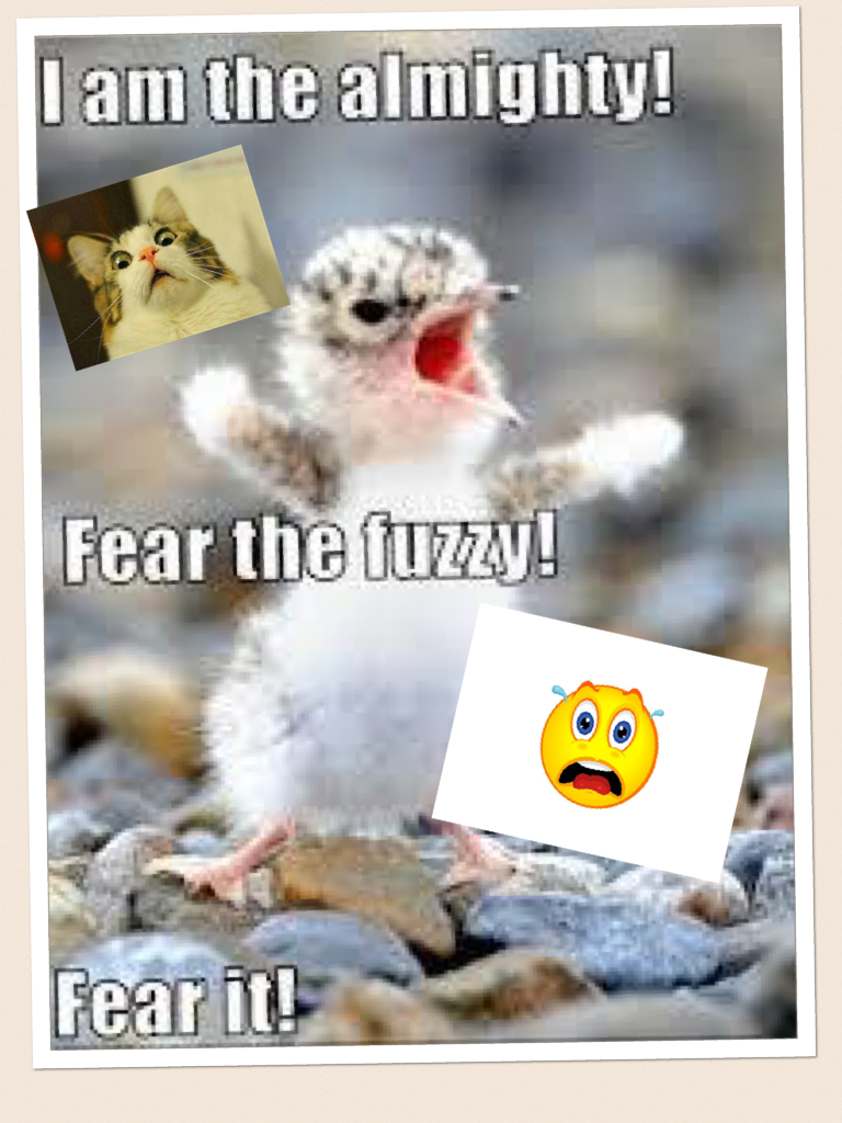 Fear the fuzzy so funny and cute!