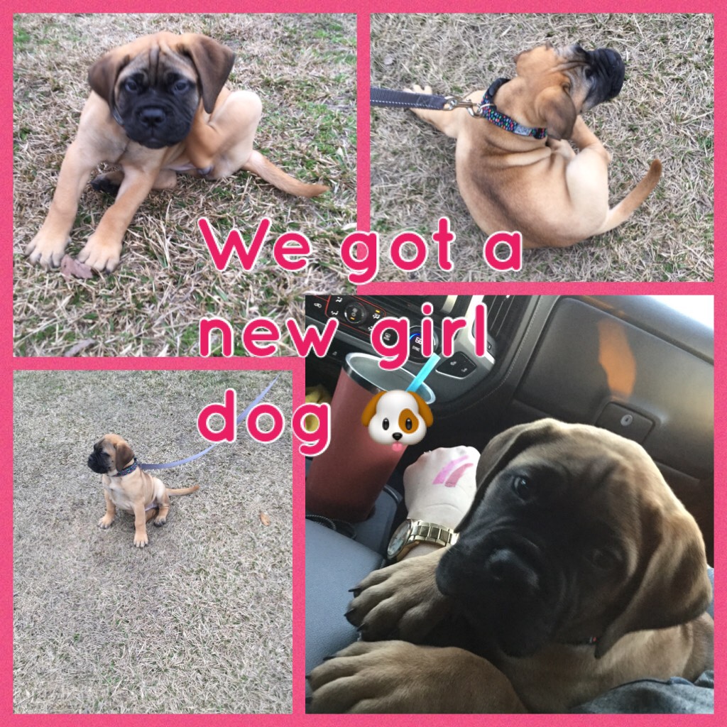 We got a new girl dog 🐶
Soooooooo cute