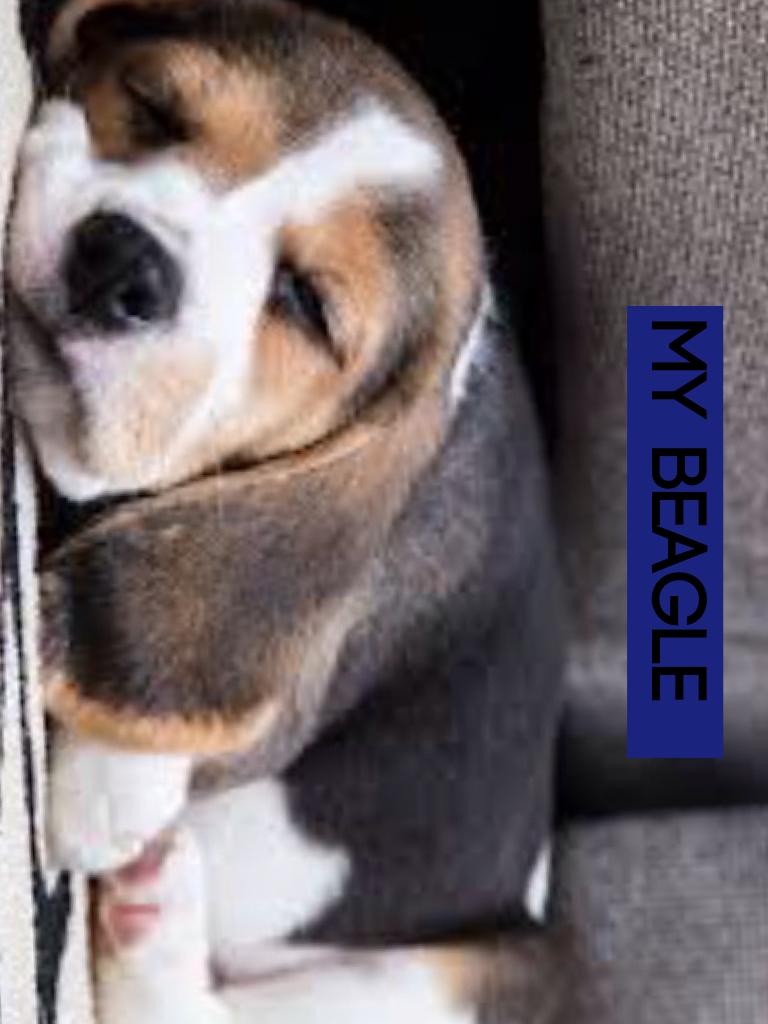 My beagle