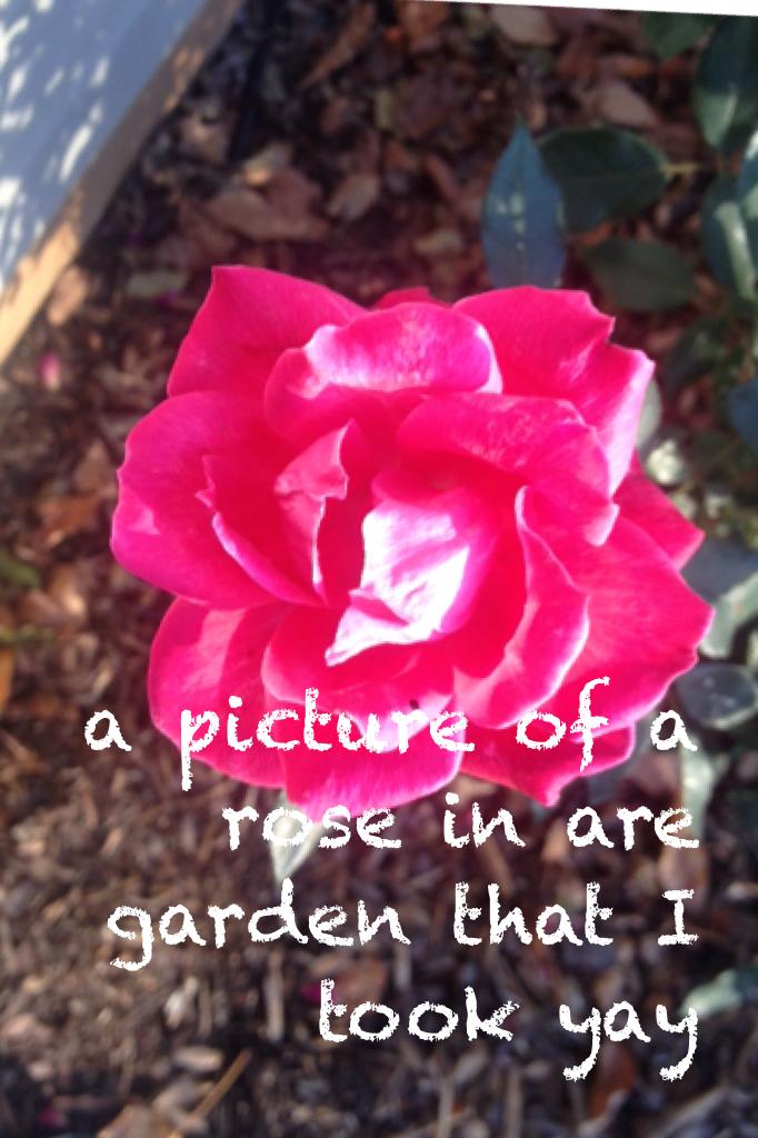 a picture of a rose in are garden that I took yay