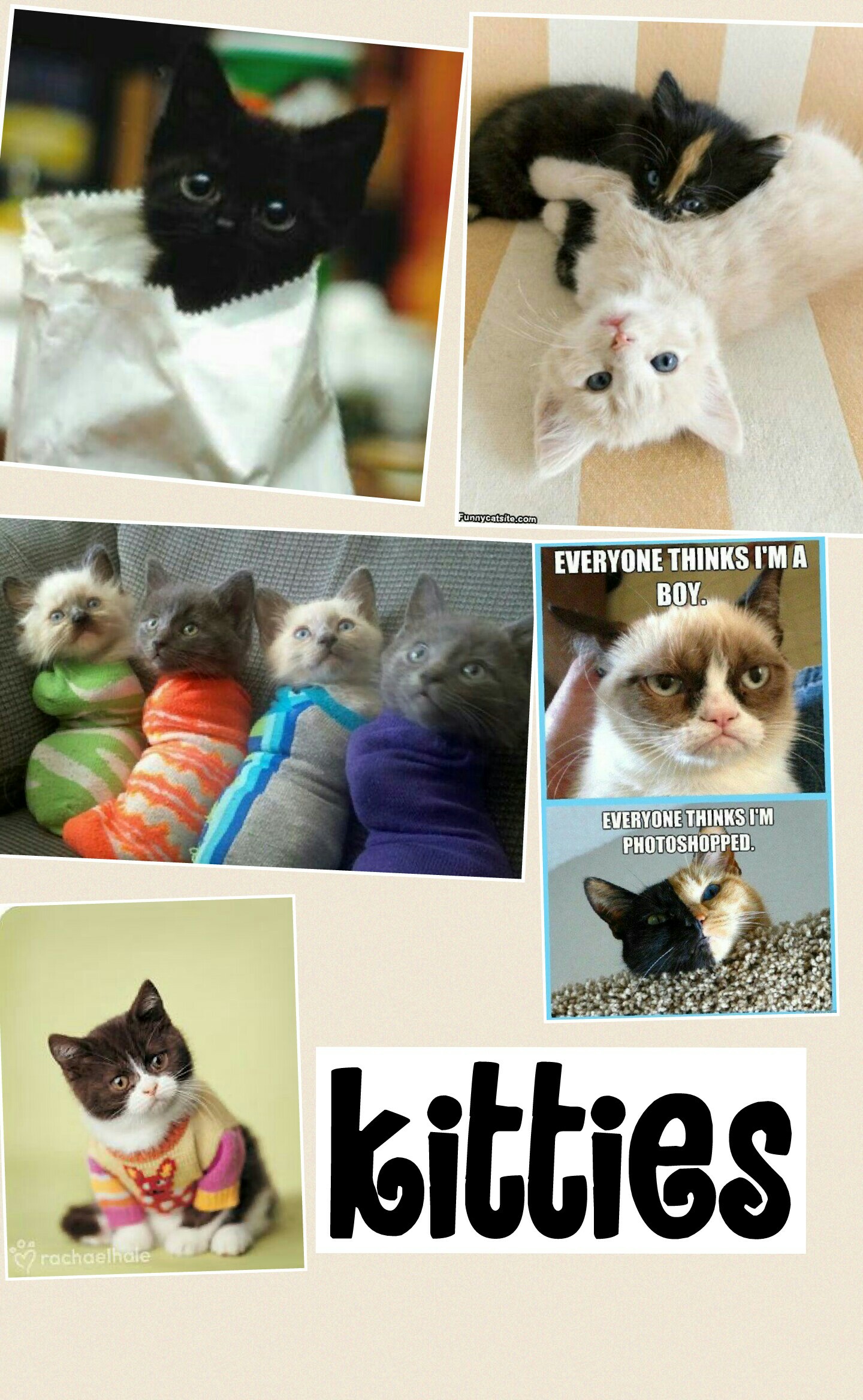 kitties 
