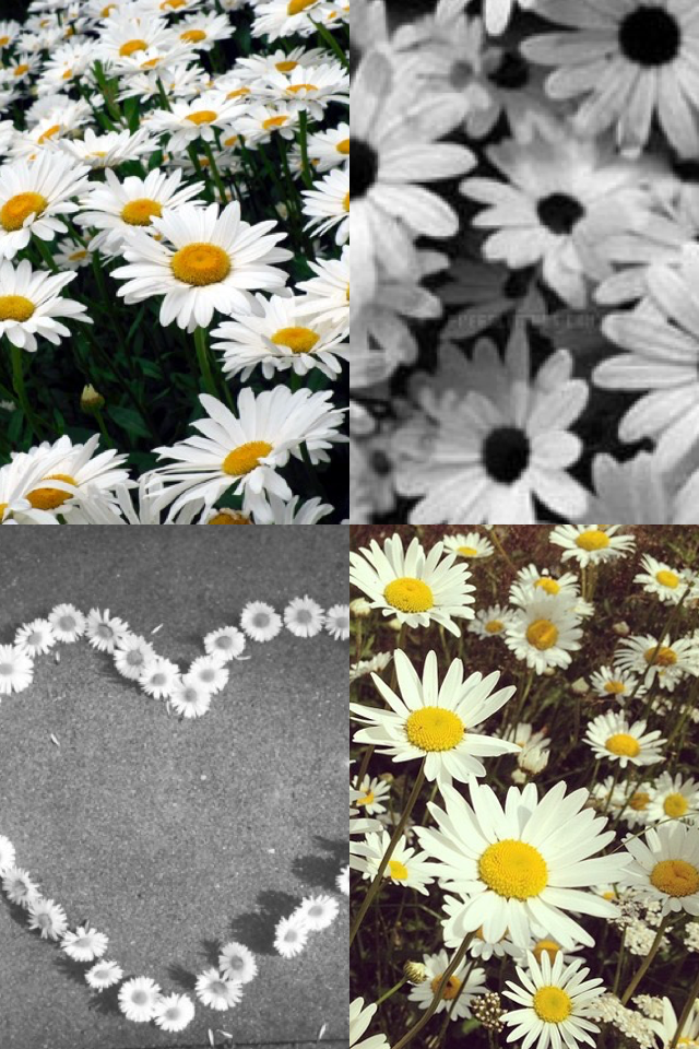 My new name is tumblr_daisies