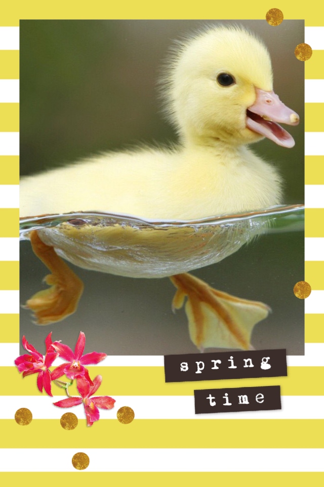 #spring#ducks#sooocute#amiusingtoomanyhashtags??