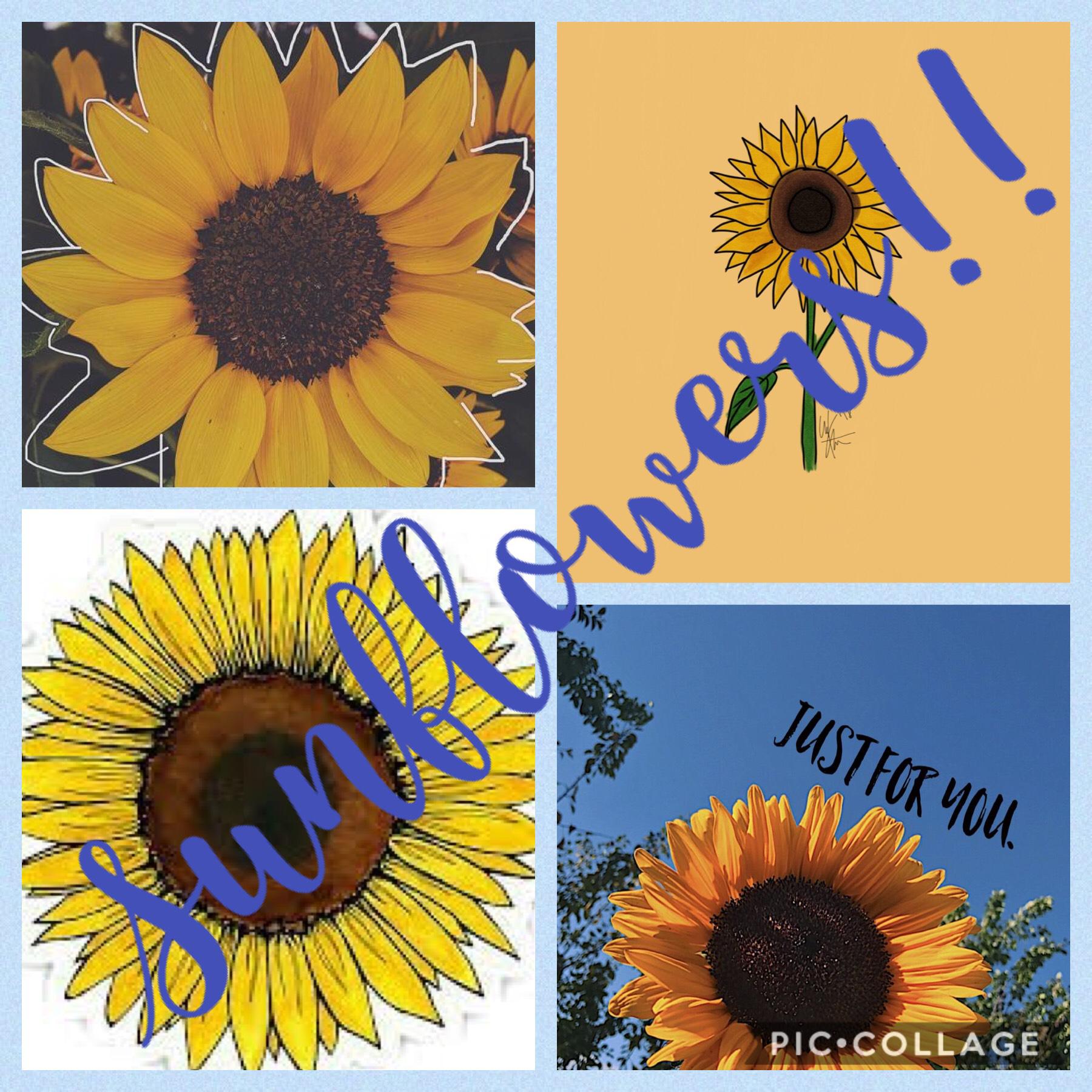 #sunflowers!