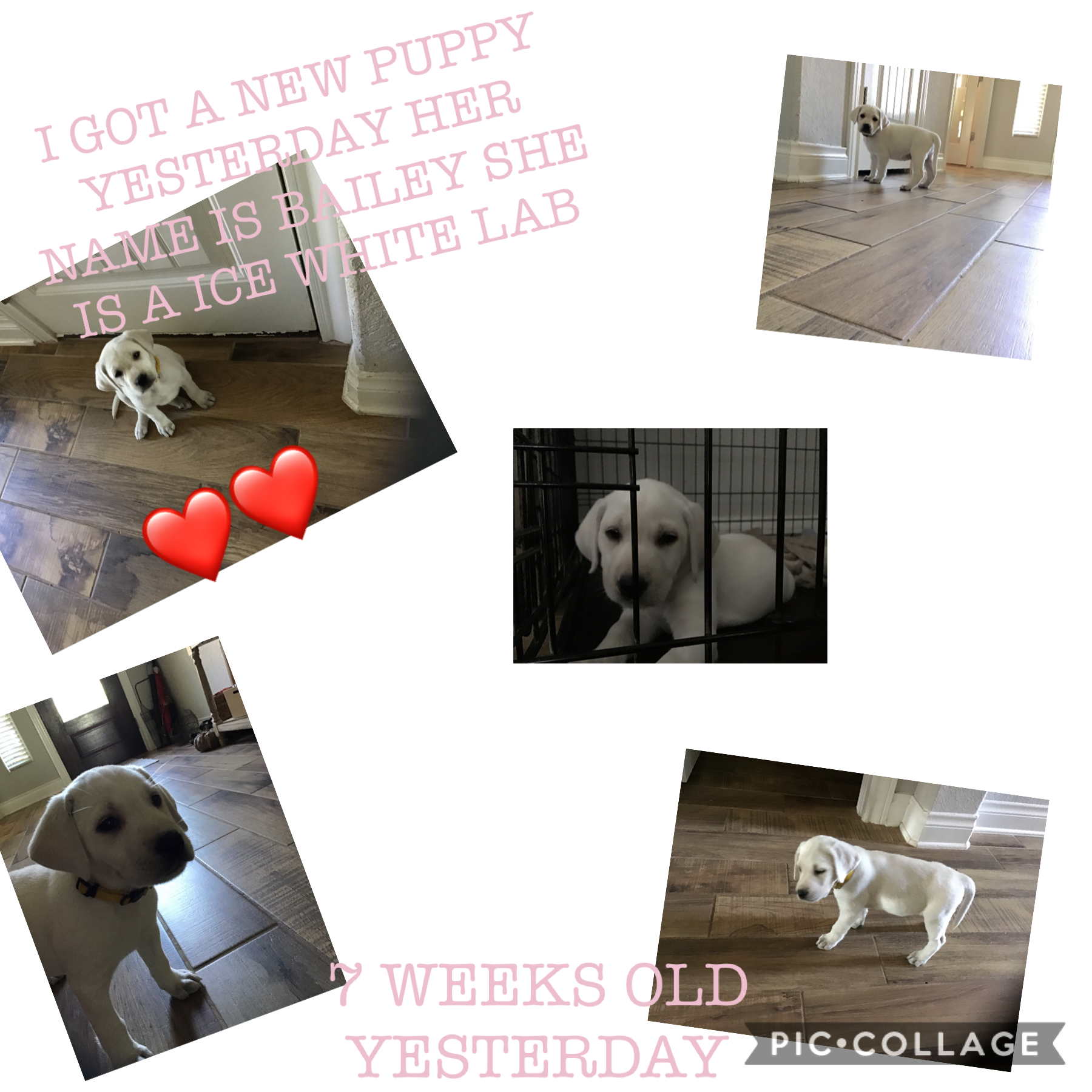 7 weeks yesterday Bailey❤️❤️
She is an Ice White Lab