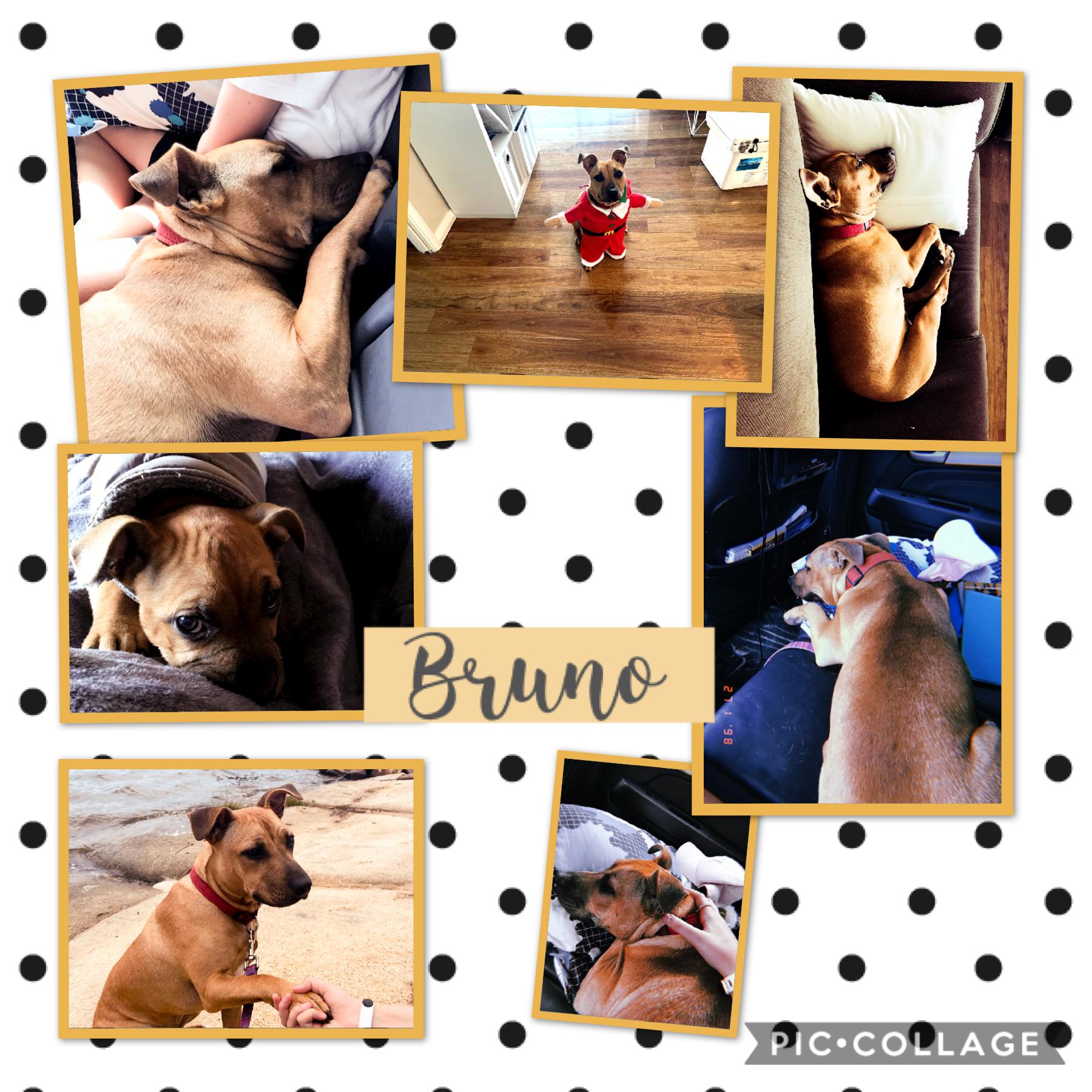 A puppy called Bruno! 
