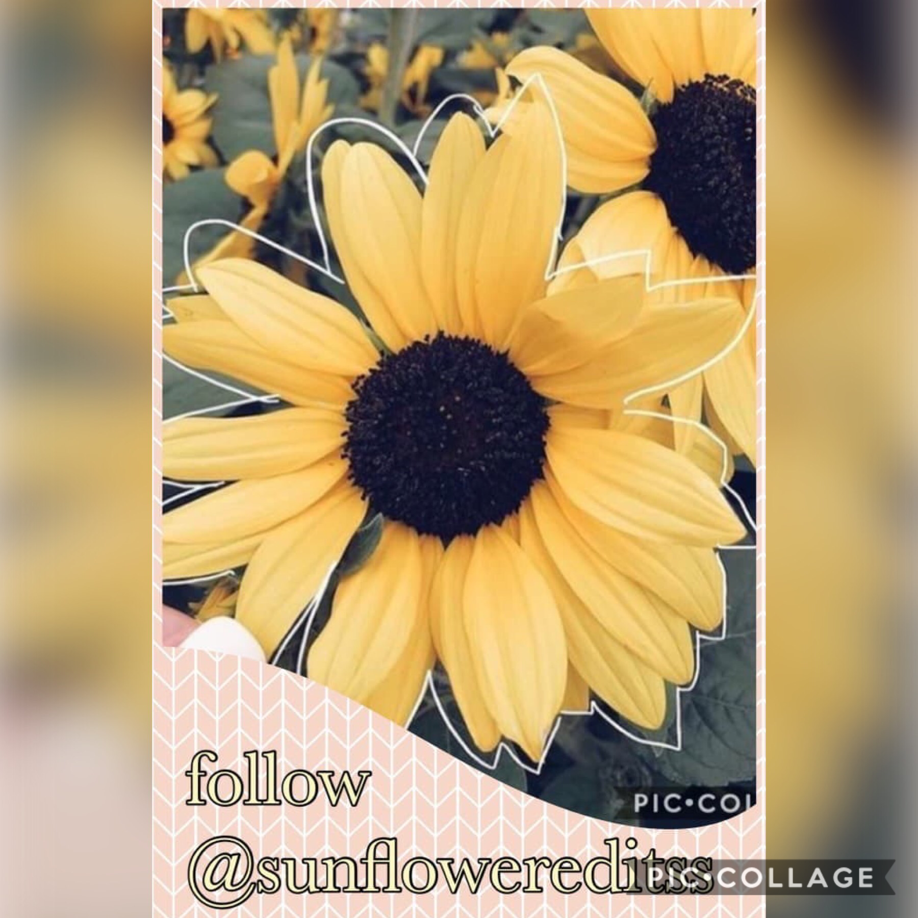 Follow @sunflowereditsss