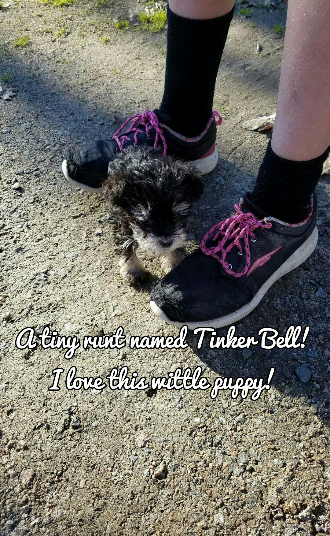 A tiny runt named Tinker Bell!
I love this wittle puppy!