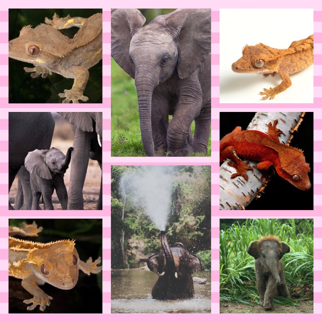 When you're obsessed with crested geckos and elephants at the same time
