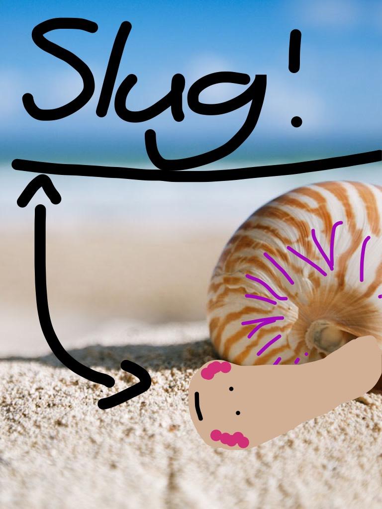 Slug 🐌 