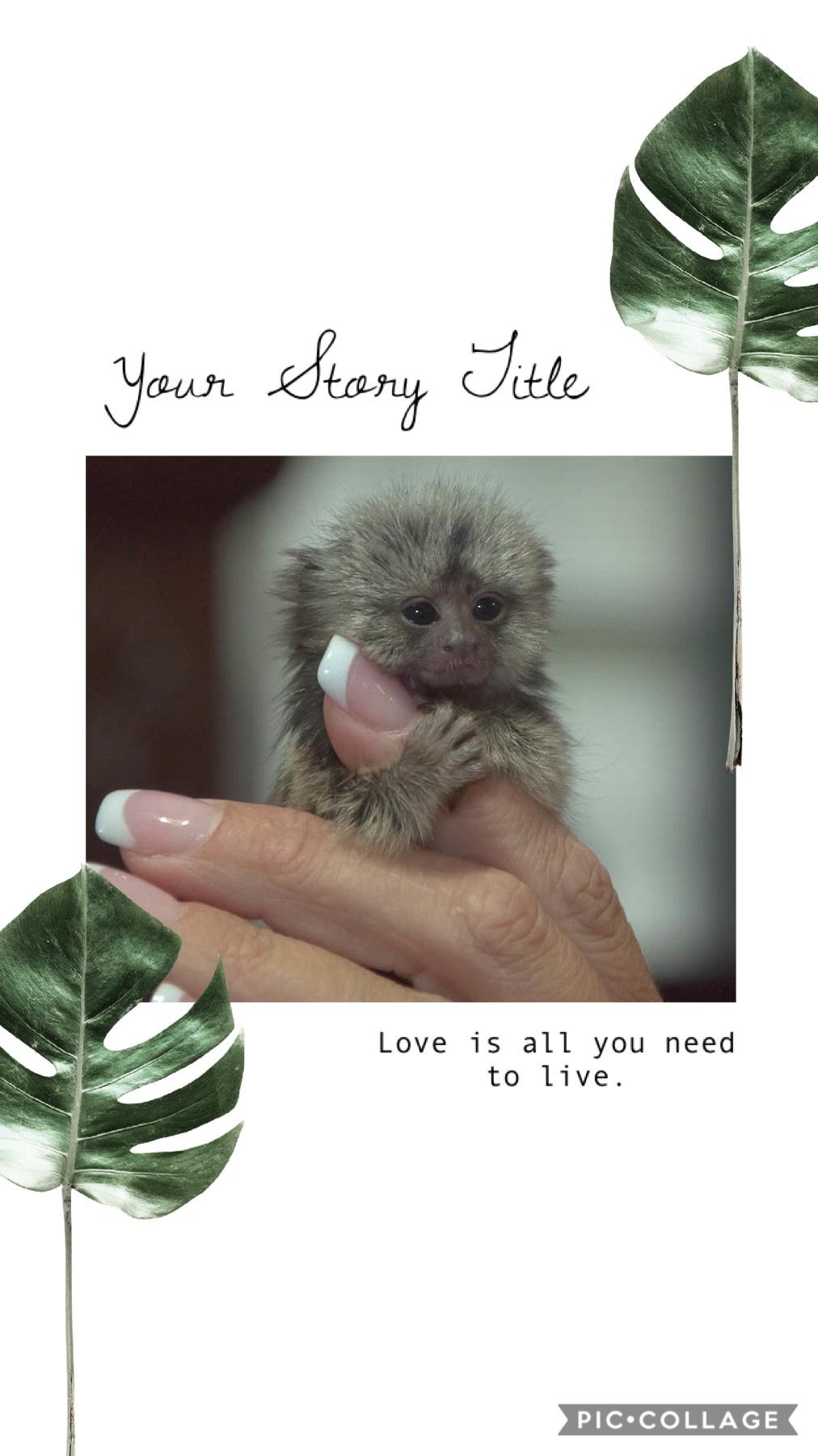 This is a baby Marmoset