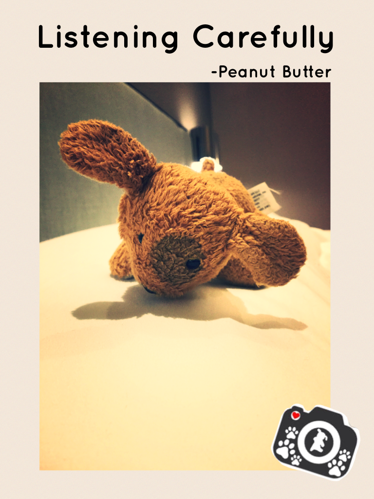 "Sshh!" hushed PB. His ears were high up in the air. "I don't hear anything in particular, Butter. Co'mon, time for bed!!" I said. "Wait....I hear something amazing! I hear....it ringing out to me!" PB shouted, running in circles. I just smiled at him. ;)