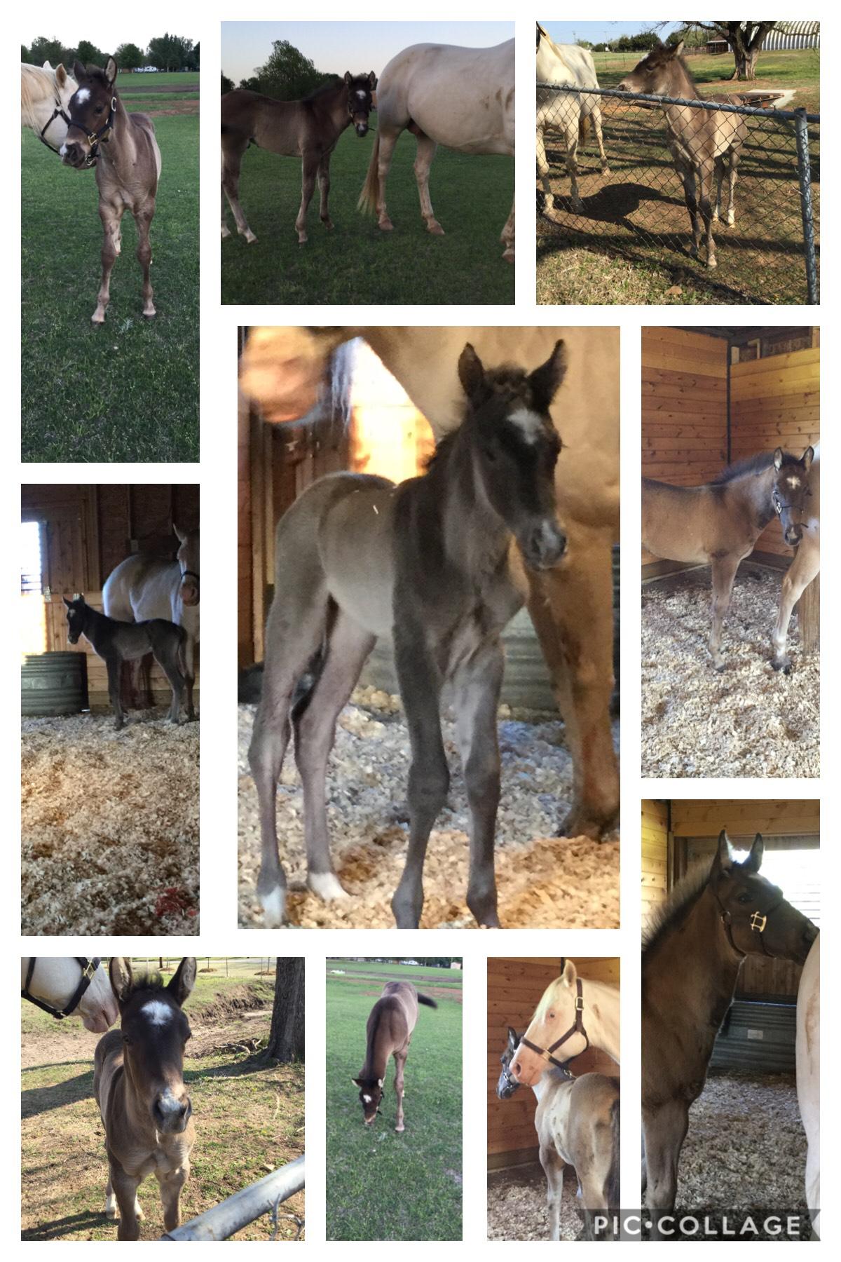 Pistol has grown so min and he is only 2 months old. We named him Pistol because his grandpas name was Gun Slinger. Pistol has already got out of his and his moms pin. The biggest picture is a picture of the day he was born. He has grown so much❤️