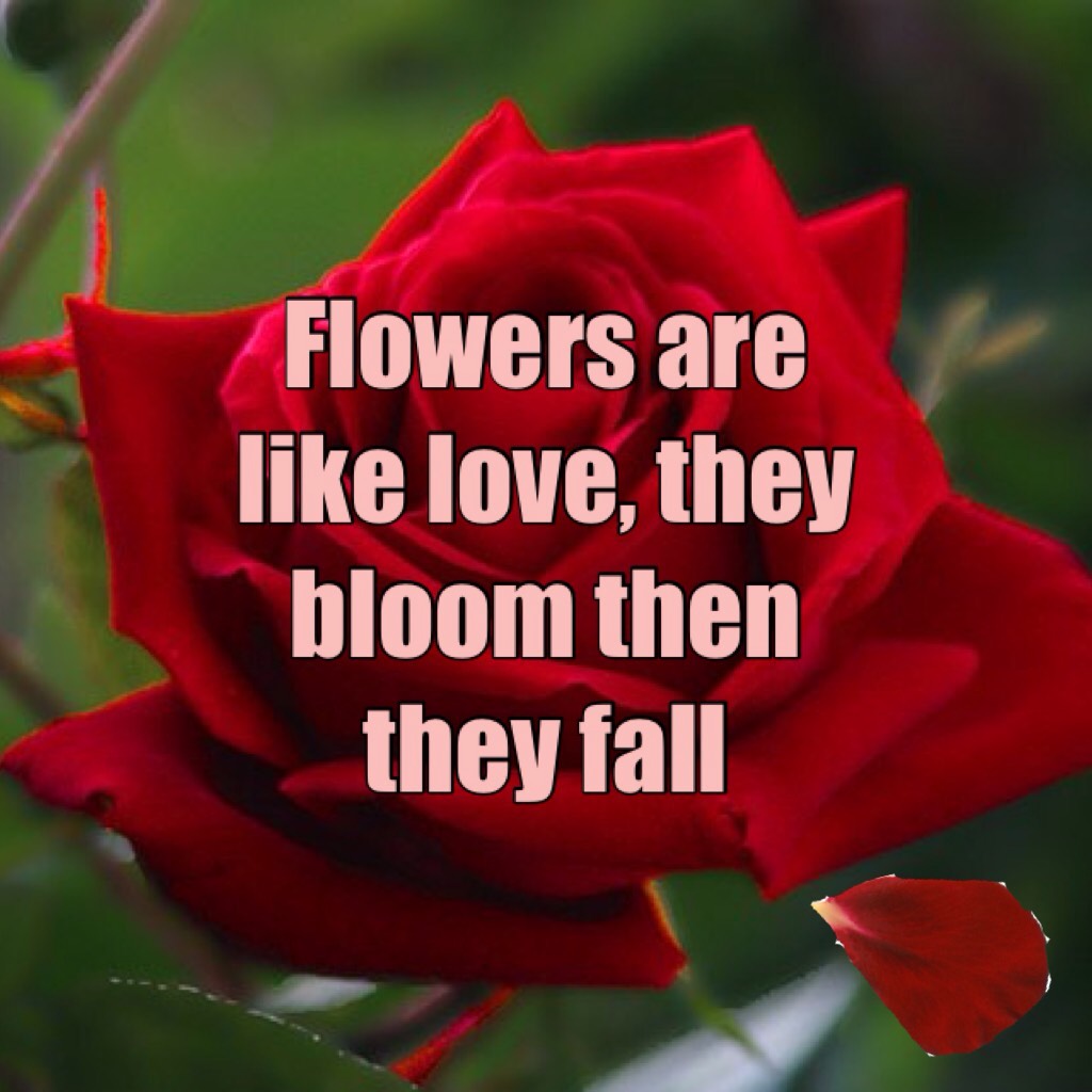 Flowers are like love, they bloom them they fall so make the most of it!