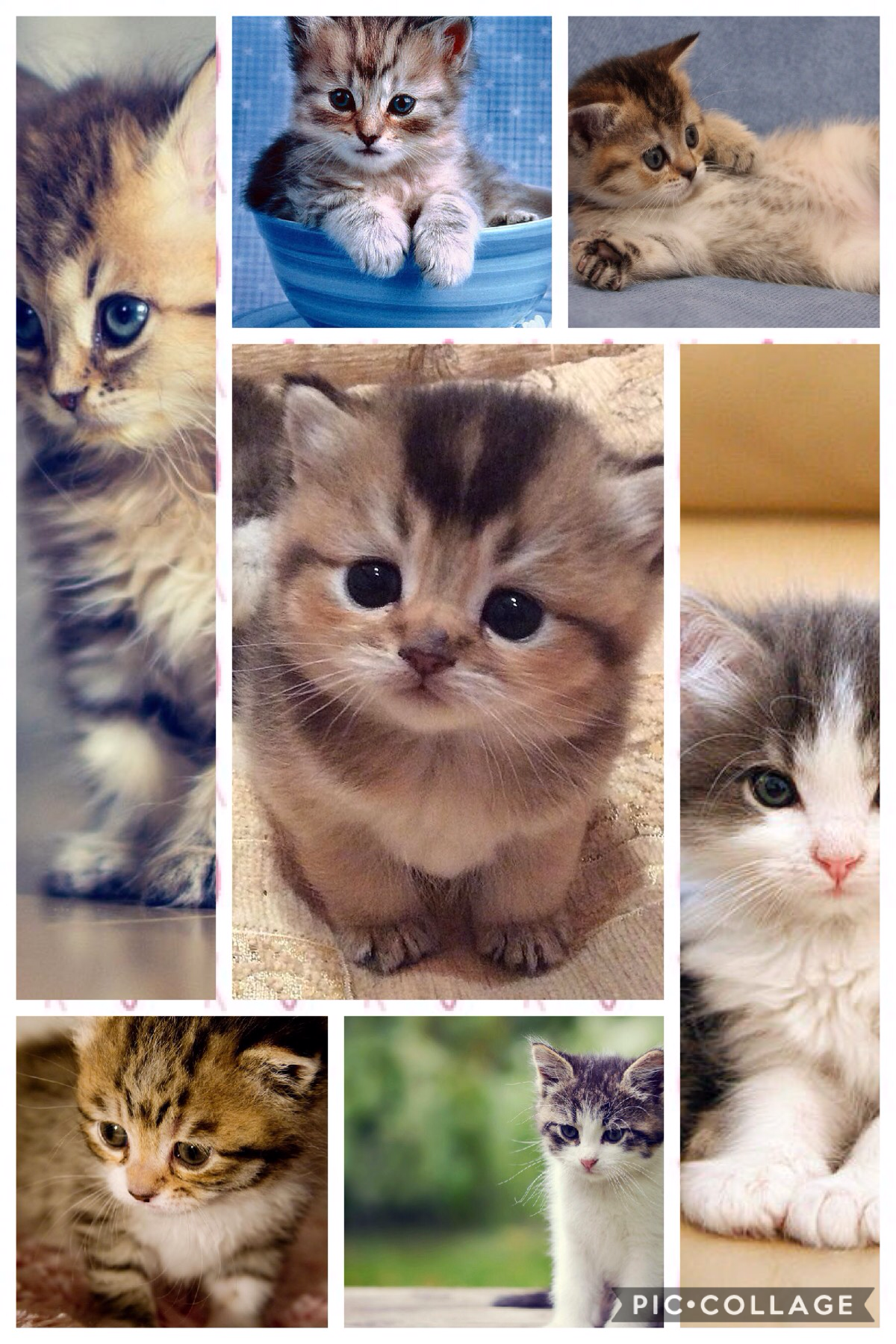 Kittens are sooo cute! 😘