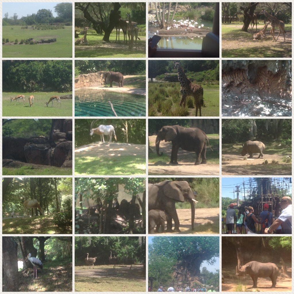 Went to Animal Kingdom today with my cheer friends! All of these pictures were personally taken by me! 💗 all of you and enjoy your day!💗👍🏻🤗😜😋☺️😘😂😝🎀🐴🐗🐒🐯🦁