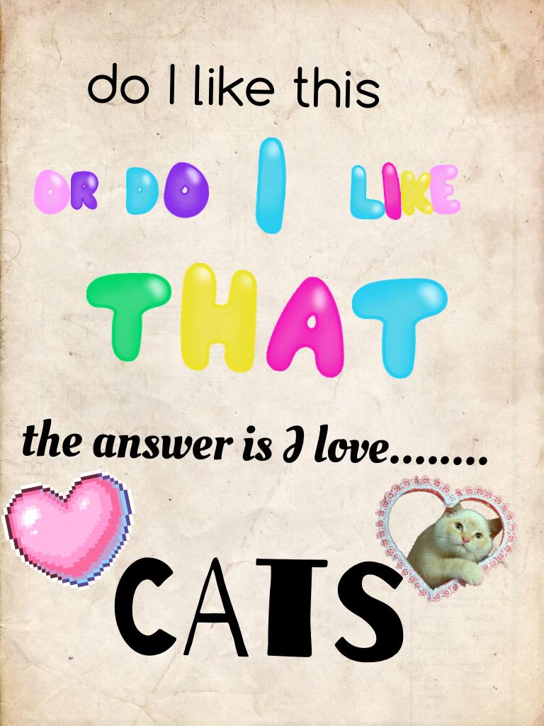 CATS love 😸🐈🐈