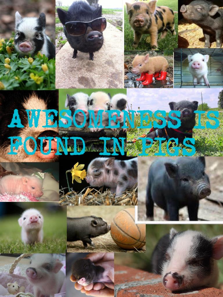 AWESOMENESS IS FOUND IN PIGS