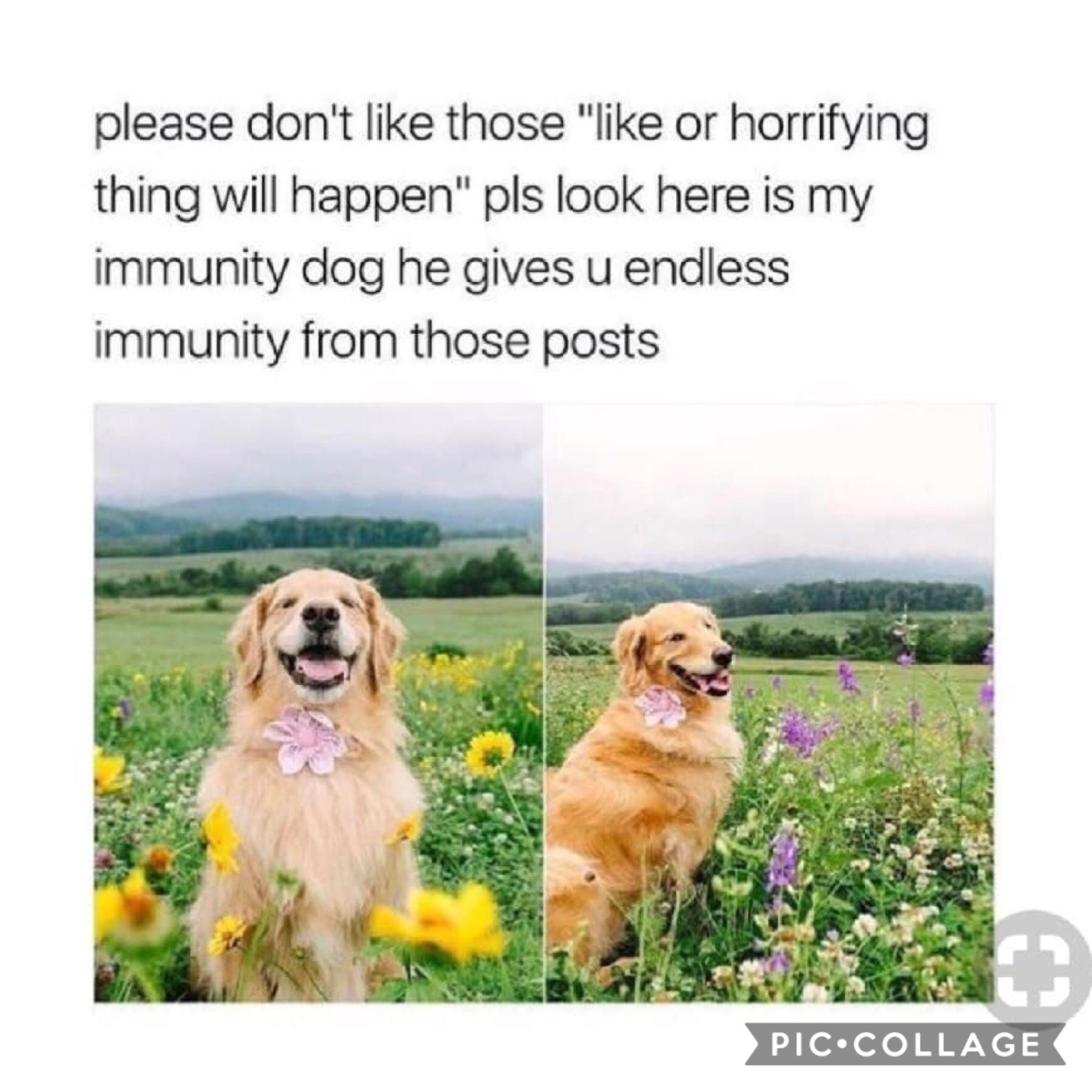 Save me immunity dog😅
My account is such an oxymoron😅😓💗