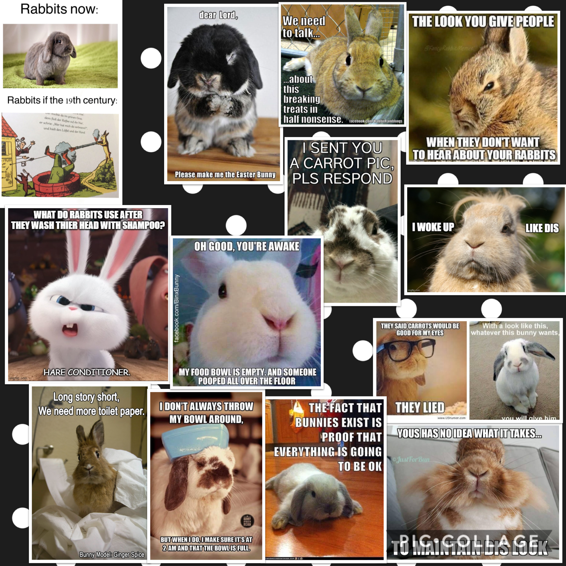 Another rabbit memes 