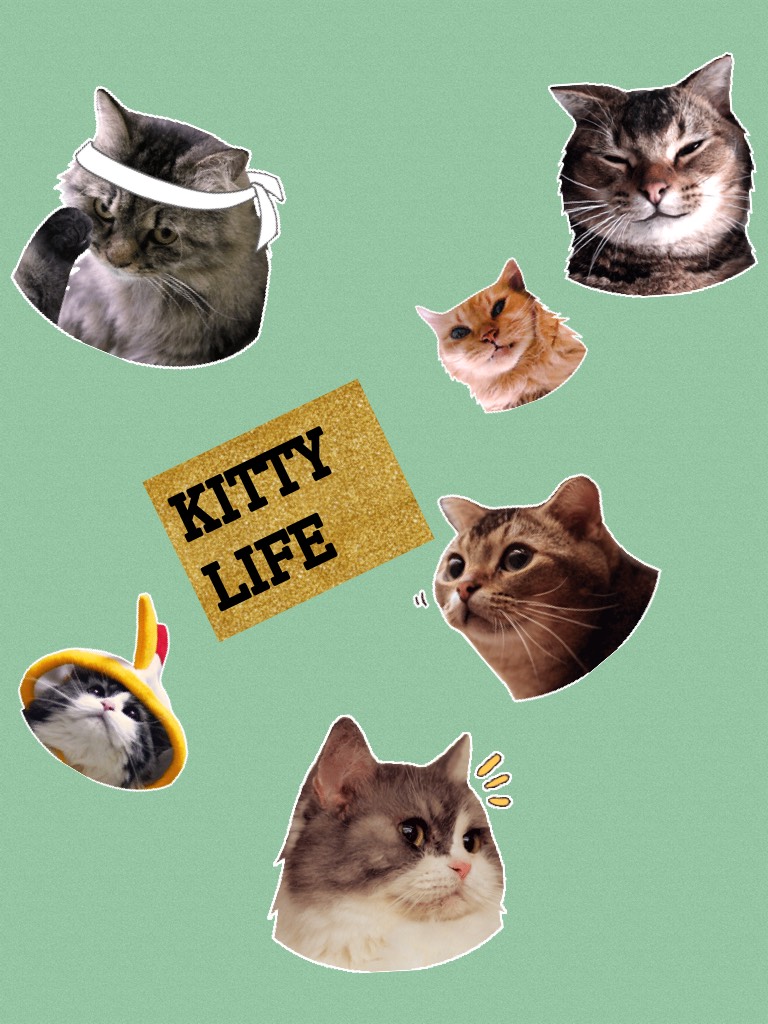 Kitty life
