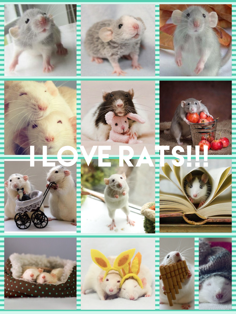 I LOVE RATS!!!