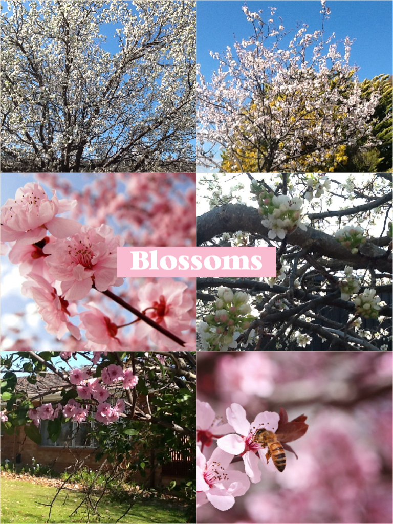 Blossoms are so cool