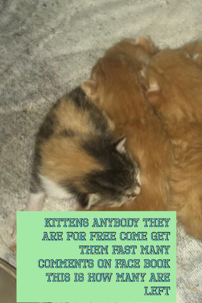 Kittens anybody they are for free come get them fast many comments on face book this is how many are left