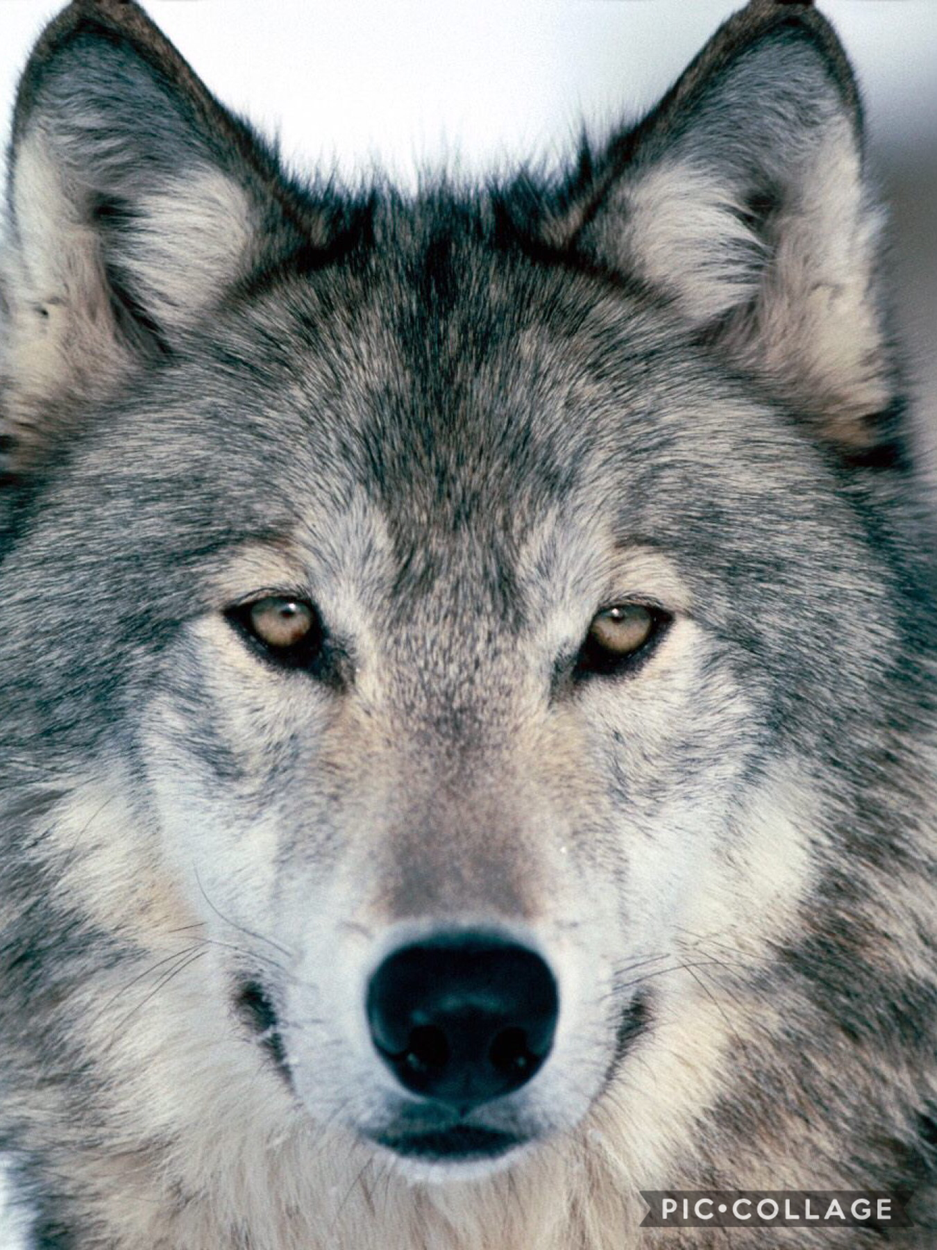 I love wolfs